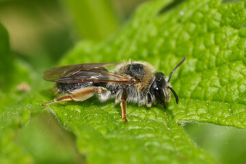 Closeup on a female red-tailed mining bee, Andrena haemorrhoa