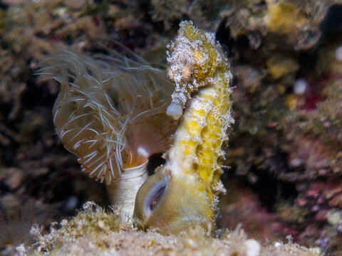 Pregnant male seahorse