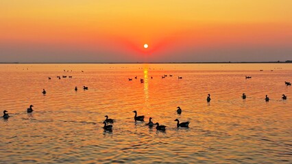 A flock of geese in flight, migratory birds of Poyang Lake
