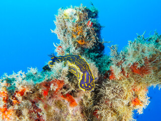 Dorid nudibranch Felimare picta 