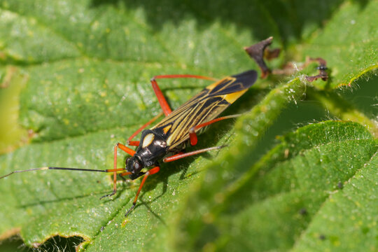 Closeup on the colorful Fine Streaked Bugkin plant bug, Miris striatus sitting on a green leaf
