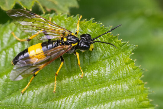 Closeup on a colorful black and yellow colored Greater Girdled Sawfly, Tenthredo maculata