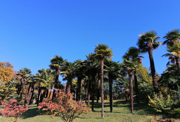 Palm trees in a park against a blue sky