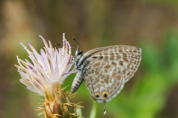 Closeup on a Lang's short-tailed blue butterfly,  Leptotes pirithous © Henk