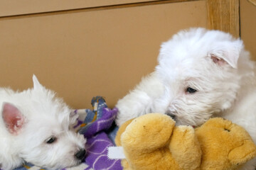 funny white west highland terrier dogs puppy play in their aviary or box for little dog indoor, dog breeding business