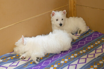 funny white west highland terrier dogs puppy play in their aviary or box for little dog indoor, dog breeding business