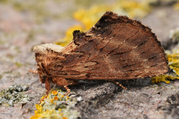 Detailed closeup on the coxcomb prominent, Ptilodon capucina sitting on wood © Henk