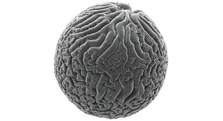 Detailed Microscopic View of a Pollen Grain.