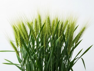 Obraz premium Fresh green grass with beautiful white background