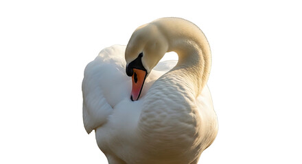 Elegant white mute swan preening its feathers isolated on a white background.