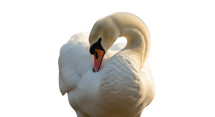Elegant white mute swan preening its feathers isolated on a white background.