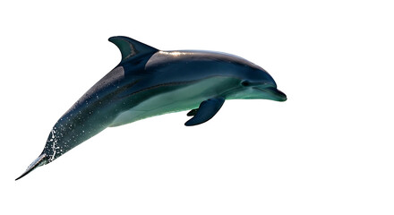 Obraz premium Graceful Dolphin Leaping from Water on White Background.