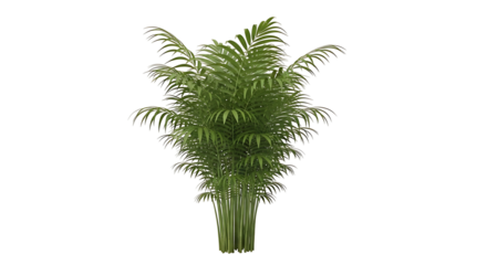 Green Areca Palm Plant Isolated on White Background.