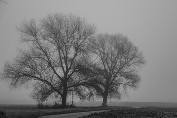 Zwei große Bäume stehen nebeneinander im Nebel auf einem weiten Feld