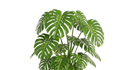 Lush green Monstera Deliciosa plant with large leaves on a white background.