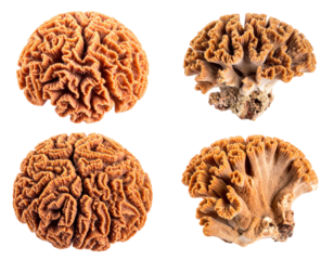 Four Brown Coral Specimens Isolated On A Transparent Background Showing Detailed Surface Textures And Organic Shapes