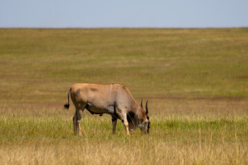 Fototapeta premium Antílope Eland común pastando en la reserva nacional Masái Mara, Kenia