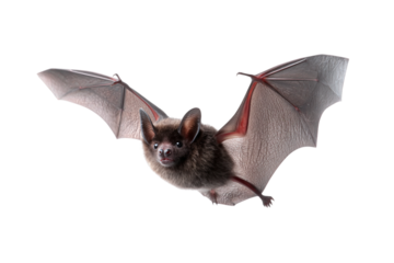 Realistic bat in mid air flight pose isolated on transparent background