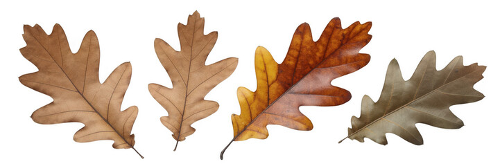 Fototapeta premium Collection of autumn leaves