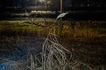 겨울, 대한민국, 한국, 서울, 