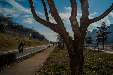 얀양천 공원의 나무 