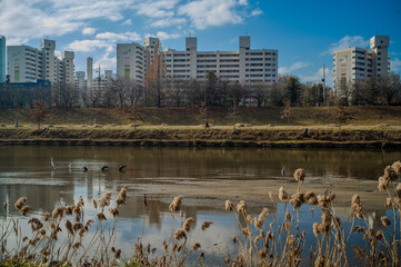 안양천 중대백로, 쇠백로, 가마우지, 왜가리 