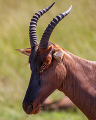 Grupo de antílopes Topi en la sabana de la Reserva Nacional Masái Mara, Kenia © DavidEnFoco