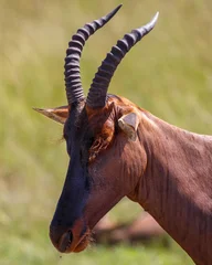 Sierkussen Antilope Grupo de antílopes Topi en la sabana de la Reserva Nacional Masái Mara, Kenia  © DavidEnFoco