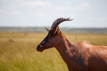 Grupo de antílopes Topi en la sabana de la Reserva Nacional Masái Mara, Kenia © DavidEnFoco