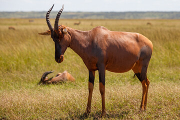 Grupo de antílopes Topi en la sabana de la Reserva Nacional Masái Mara, Kenia © DavidEnFoco