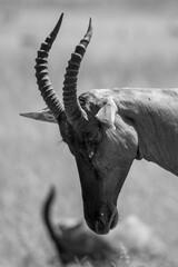 Grupo de antílopes Topi en la sabana de la Reserva Nacional Masái Mara, Kenia © DavidEnFoco