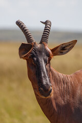 Grupo de antílopes Topi en la sabana de la Reserva Nacional Masái Mara, Kenia © DavidEnFoco