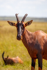 Grupo de antílopes Topi en la sabana de la Reserva Nacional Masái Mara, Kenia © DavidEnFoco