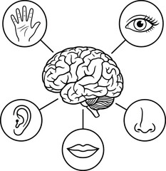 Human Brain Connected To Senses Of Sight Hearing Touch Smell And Taste mind consciousness