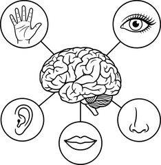 Human Brain Connected To Senses Of Sight Hearing Touch Smell And Taste mind consciousness