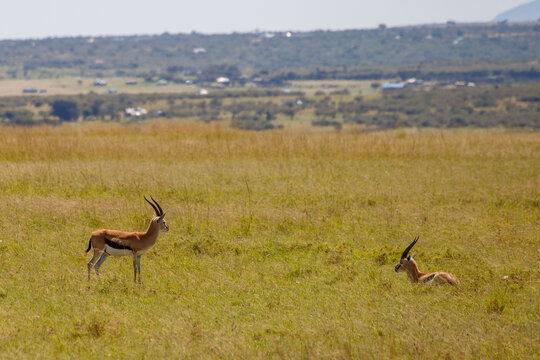 Gacelas de Thomson en las llanuras de la sabana africana, Kenia