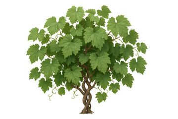 Grapevine plant growing, lush green foliage on tangled vines, organic gardening and agriculture concept, transparent background