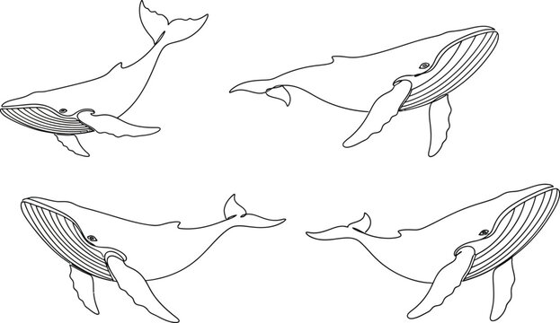 Four blue whales sketch