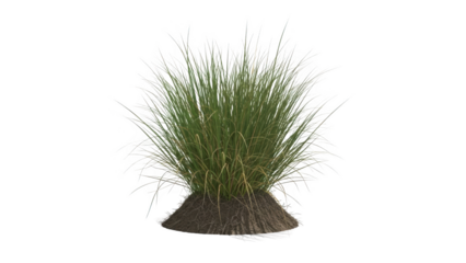 A clump of grass with long green blades sits on a mound of dark brown soil outdoors.