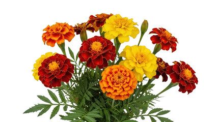 Obraz premium Vibrant bouquet of marigold flowers in shades of yellow, orange, and red on a white background
