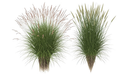 Two lush green grass tufts with delicate pink flowers in a pristine white environment viewed from a straightforward angle.