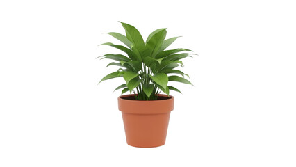 Fototapeta premium A vibrant green potted plant with long leaves sits in a terracotta pot indoors.