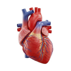 3d heart anatomy isolated on transparent background