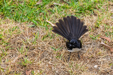Close up of an Australian    Willy Wagtail on the ground with tail fanned in NSW, Australia