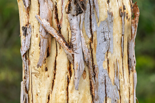 Close up of a scribbly gum tree bark with distinctive scribble patterns in NSW, Australia
