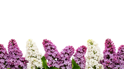 Vibrant purple and white lilacs bloom in a lush garden bed with green leaves on a sunny day.