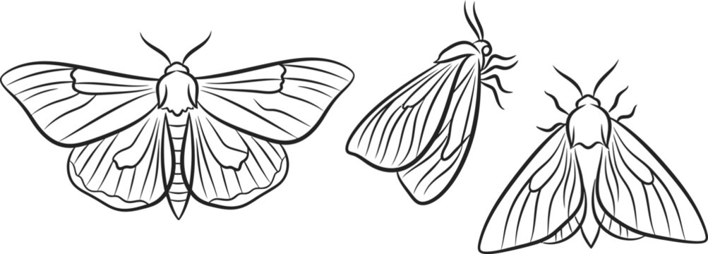 Moth line art illustration