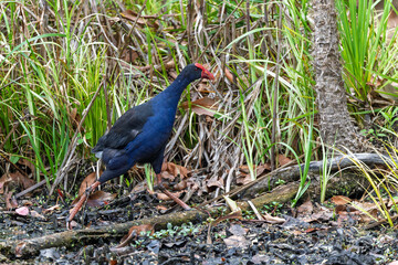 Close up of an Australian Swamphen striding out with long legs in Gosford, NSW, Australia