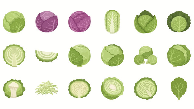 Diverse cabbage variations showcase a range of culinary possibilities, from crisp green heads to vibrant red varieties, demonstrating the versatility and health benefits of this kitchen staple.