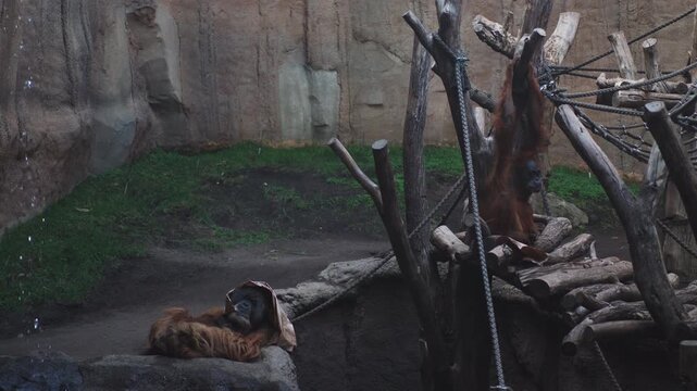 Sumatran Orangutan in Zoological Garden in Leipzig. Pongo Abelii is a Critically Endangered Primate